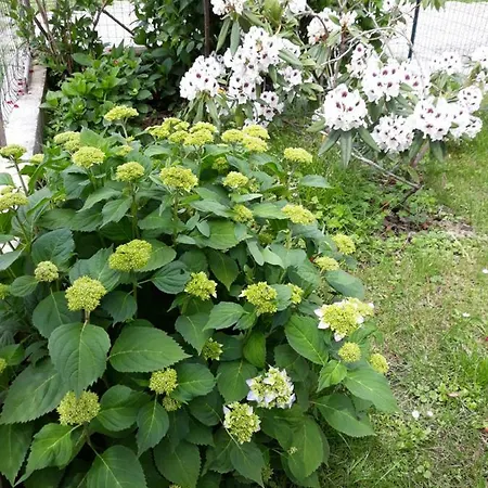 Bettola